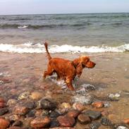 Cocker spaniel Bernard
