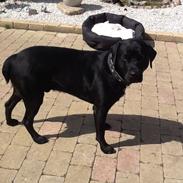 Labrador retriever Cody !