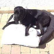Labrador retriever Cody !