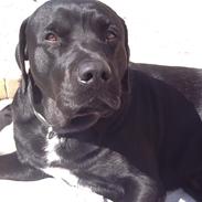 Labrador retriever Cody !