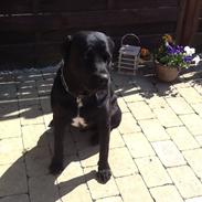 Labrador retriever Cody !