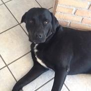 Labrador retriever Cody !