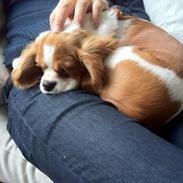 Cavalier king charles spaniel Carlo <3