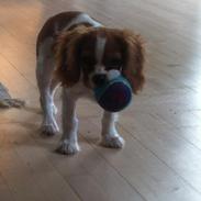 Cavalier king charles spaniel Carlo <3