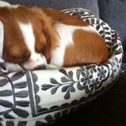 Cavalier king charles spaniel Carlo <3