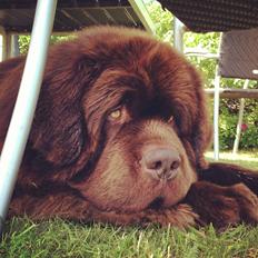 Newfoundlænder Elvis