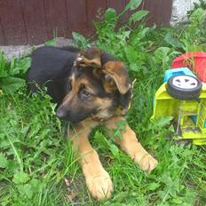 Schæferhund wupti r.i.p