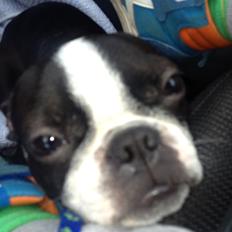 Boston terrier Buddie (Fyrhøj Giano)