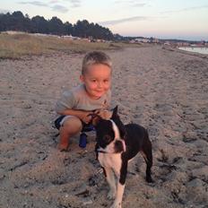 Boston terrier Buddie (Fyrhøj Giano)