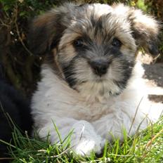 Bichon havanais Karla