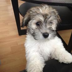 Bichon havanais Karla