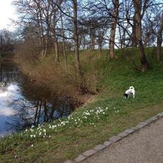 Glathåret foxterrier Pixie (lufter)