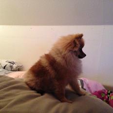 Pomeranian Cocio Topsy