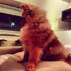 Pomeranian Cocio Topsy