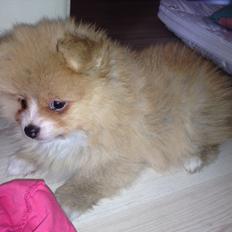 Pomeranian Happy Topsy