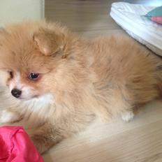 Pomeranian Happy Topsy