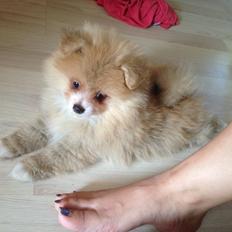 Pomeranian Happy Topsy