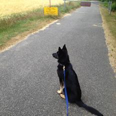 Schæferhund Abardi Ocean