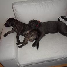 Cane corso Silke