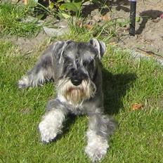 Dvaergschnauzer Luffe - Klondaikes Ohio + R.I.P