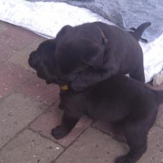 Labrador retriever Coco