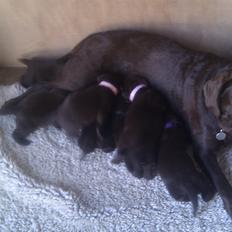 Labrador retriever Coco