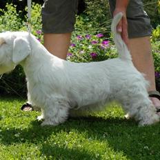 Sealyham terrier Sojus Scilla Siberica "NaNa"