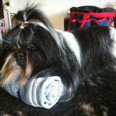 Shih tzu Flindt´s Born To Beauty (Bumle)