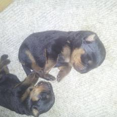 Rottweiler Stella - Mindi's Stella Af Aidt