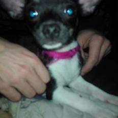 Chihuahua Trille