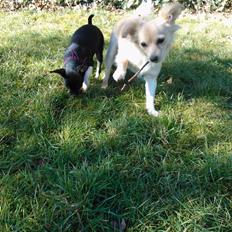 Chihuahua Trille