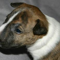 Bullterrier miniature Stubborn Head Danish Danymite aka Loco