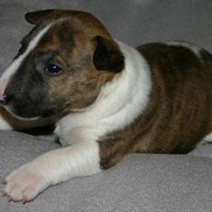 Bullterrier miniature Stubborn Head Danish Danymite aka Loco