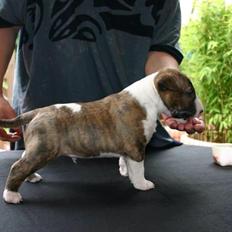 Bullterrier miniature Stubborn Head Danish Danymite aka Loco