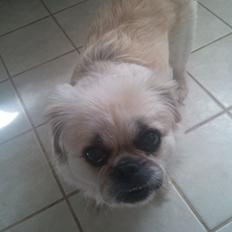 Blanding af racer Malou