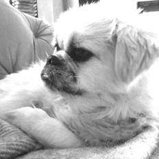 Blanding af racer Malou