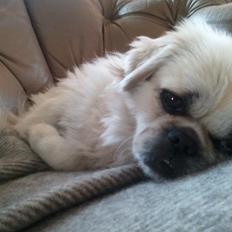 Blanding af racer Malou