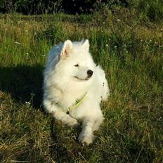 Samojedhund Nillie