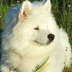 Samojedhund Nillie
