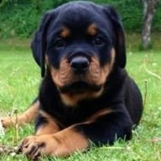 Rottweiler Börje