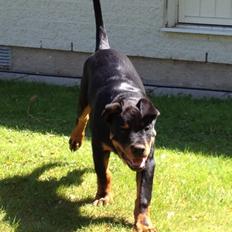 Rottweiler Börje