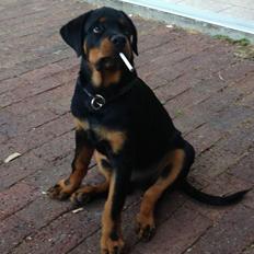 Rottweiler Börje