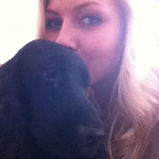 Cocker spaniel Silke