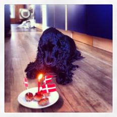 Cocker spaniel Silke