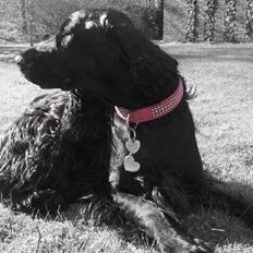 Cocker spaniel Silke