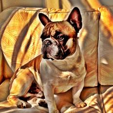 Fransk bulldog Cæsar