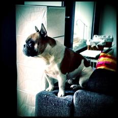 Fransk bulldog Cæsar