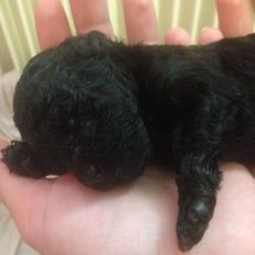 Dværgpuddel Lille My