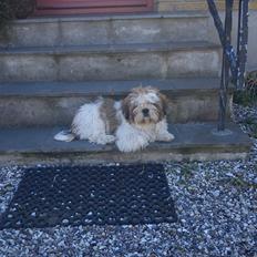 Shih tzu Flindts Darling Little Cille