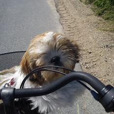 Shih tzu Flindts Darling Little Cille